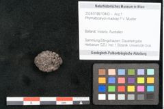Foto (Objekt + Etikett) von Phymatocaryon mackayi F.V. Mueller (NHMW-GEO-2024-0188-10443)
